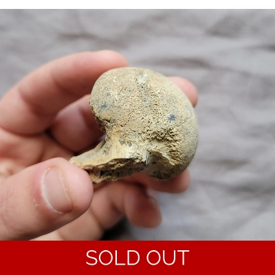 Ultra Rare Giant American Lion Humerus Bone Mammal Cat Fossil Ice Age Florida